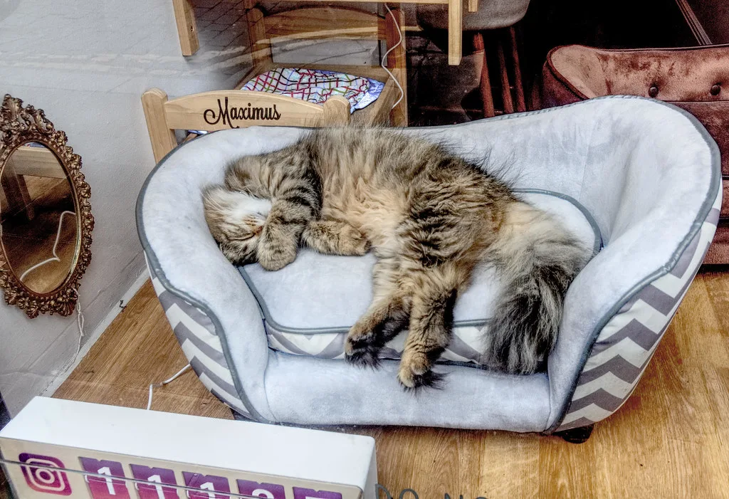 A cat at the Bold Street cat café, Liverpool.
