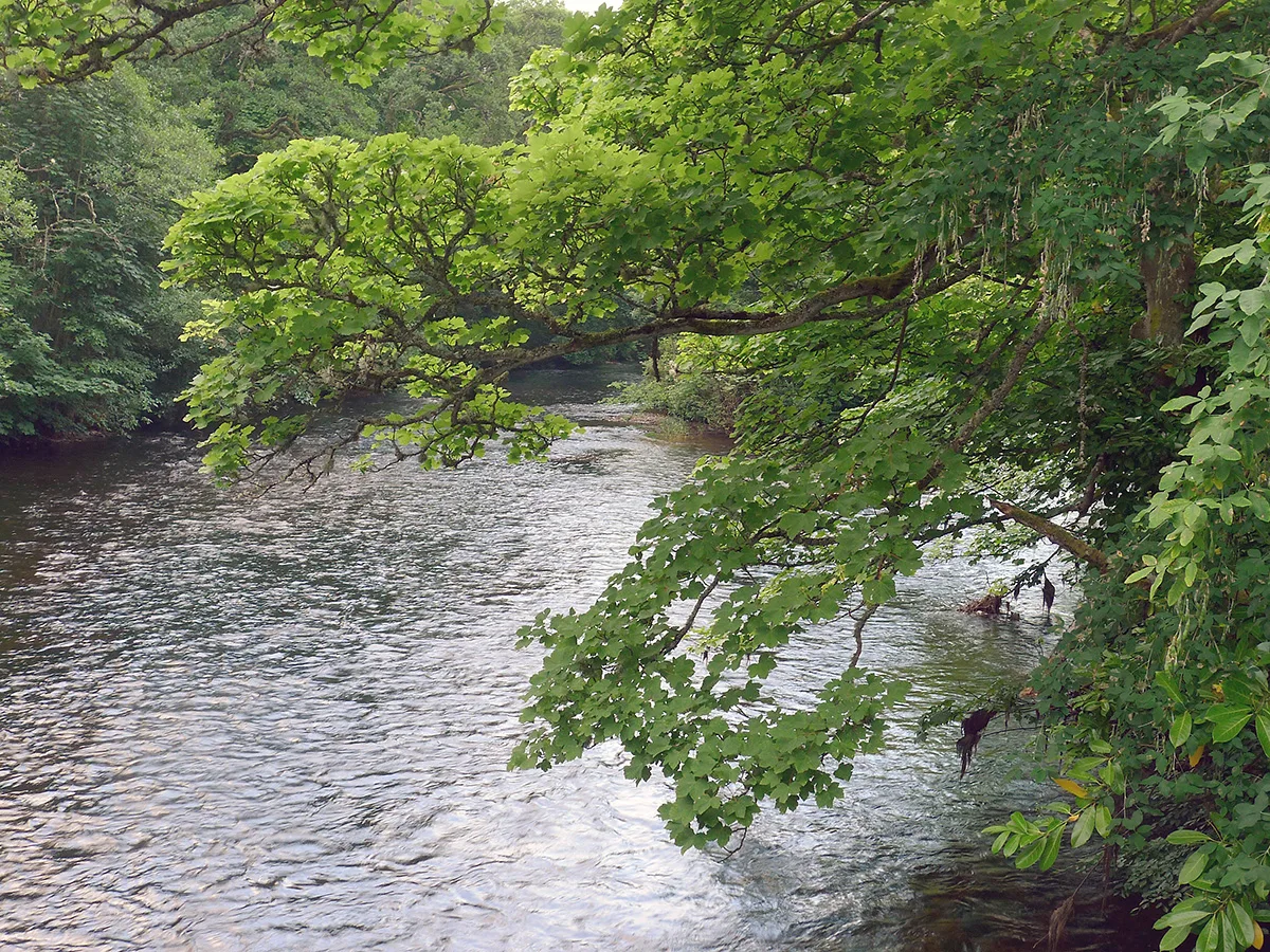 Trees overhanging the River Ness on the Ness Islands, Inverness.