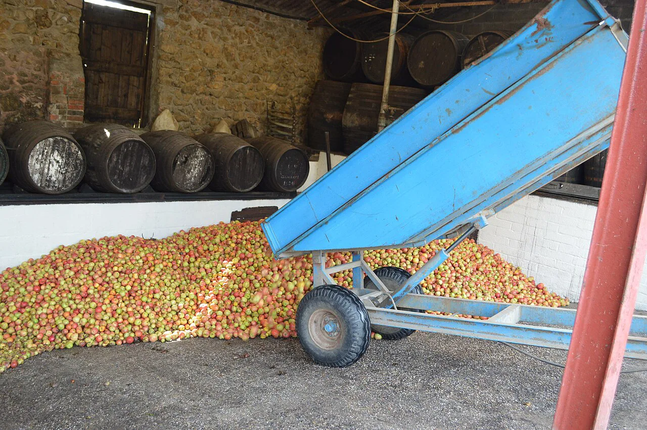 Cider apples at Perry's Cider in Somerset.