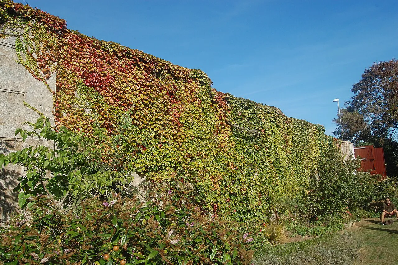 Autumn ivy in The Secret Garden, Kemptown, Brighton.