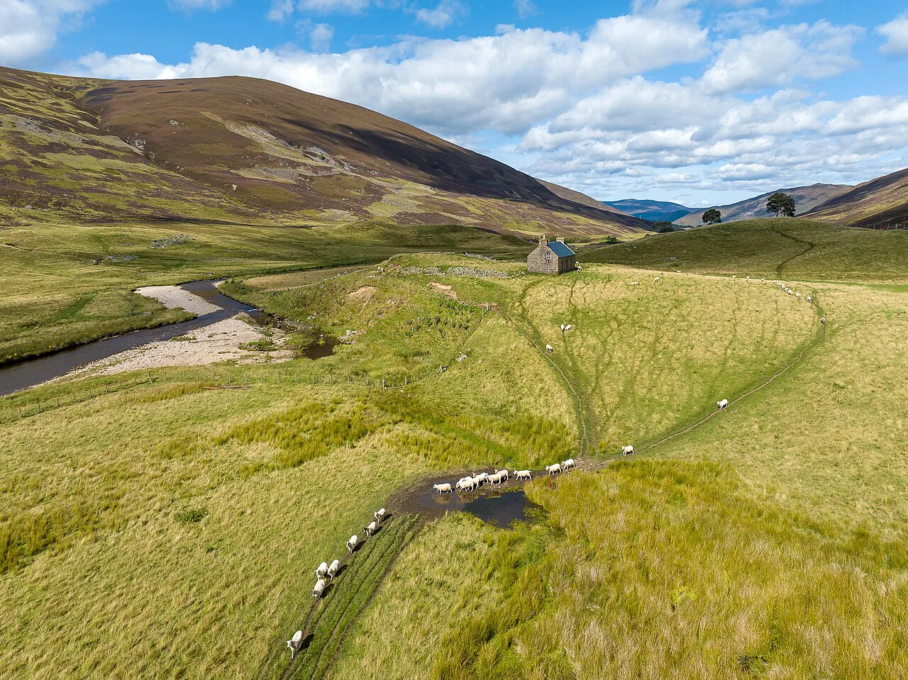 A crofter's cottage and sheep in a glen in the Cairngorms National Park, Scotland.