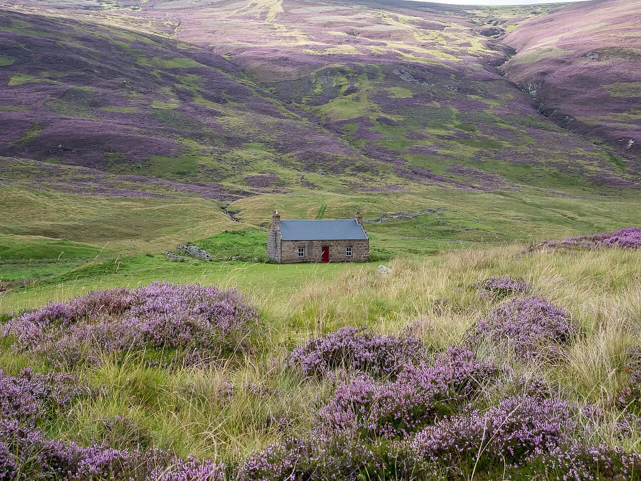 A crofter's cottage among heather in the Cairngorms National Park, Scotland.