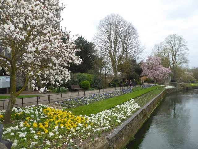Spring flowers beside the river in Westgate Gardens, Canterbury.